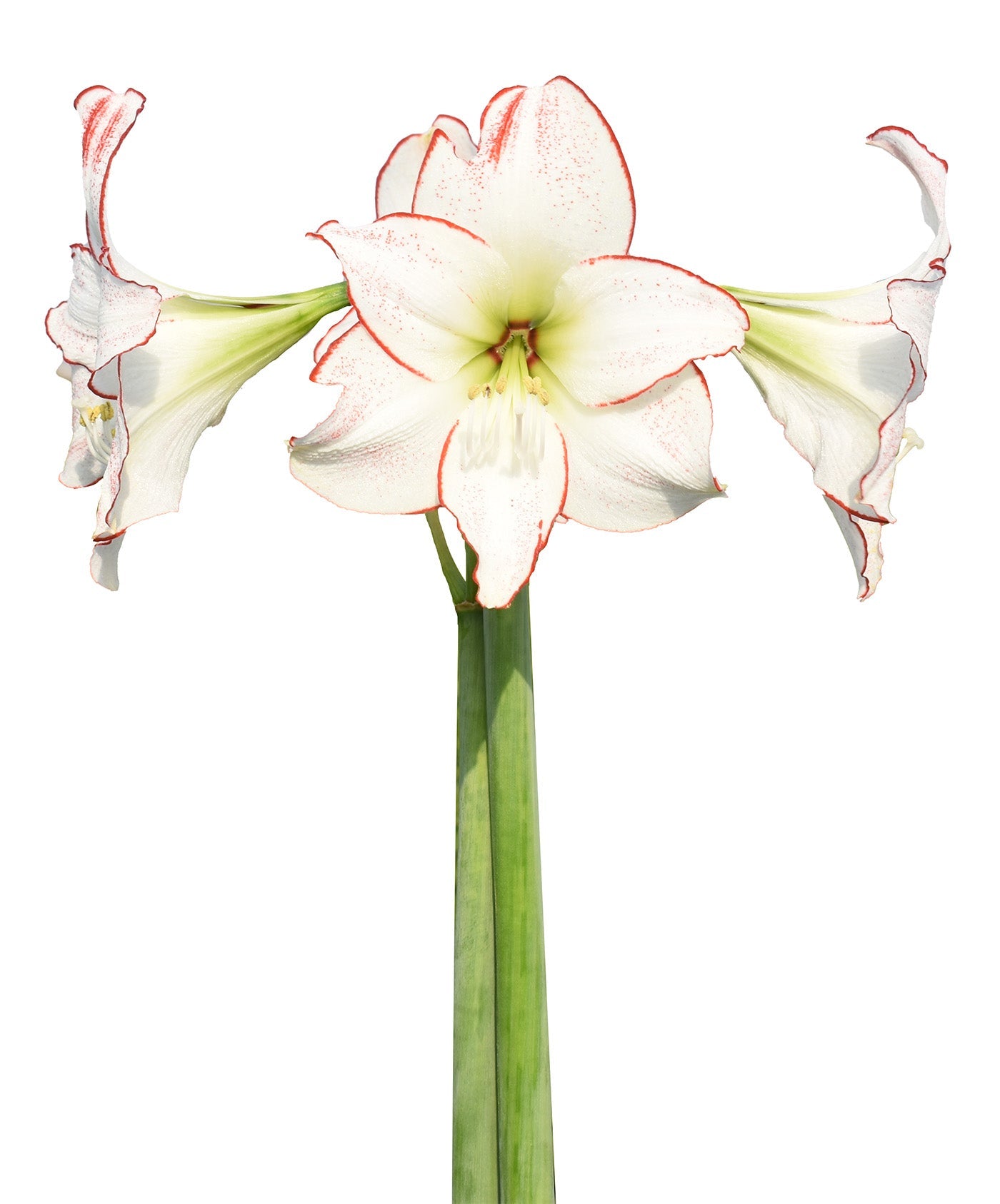 Picasso Amaryllis - 28-32 cm bulb