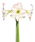 Picasso Amaryllis - 28-32 cm bulb