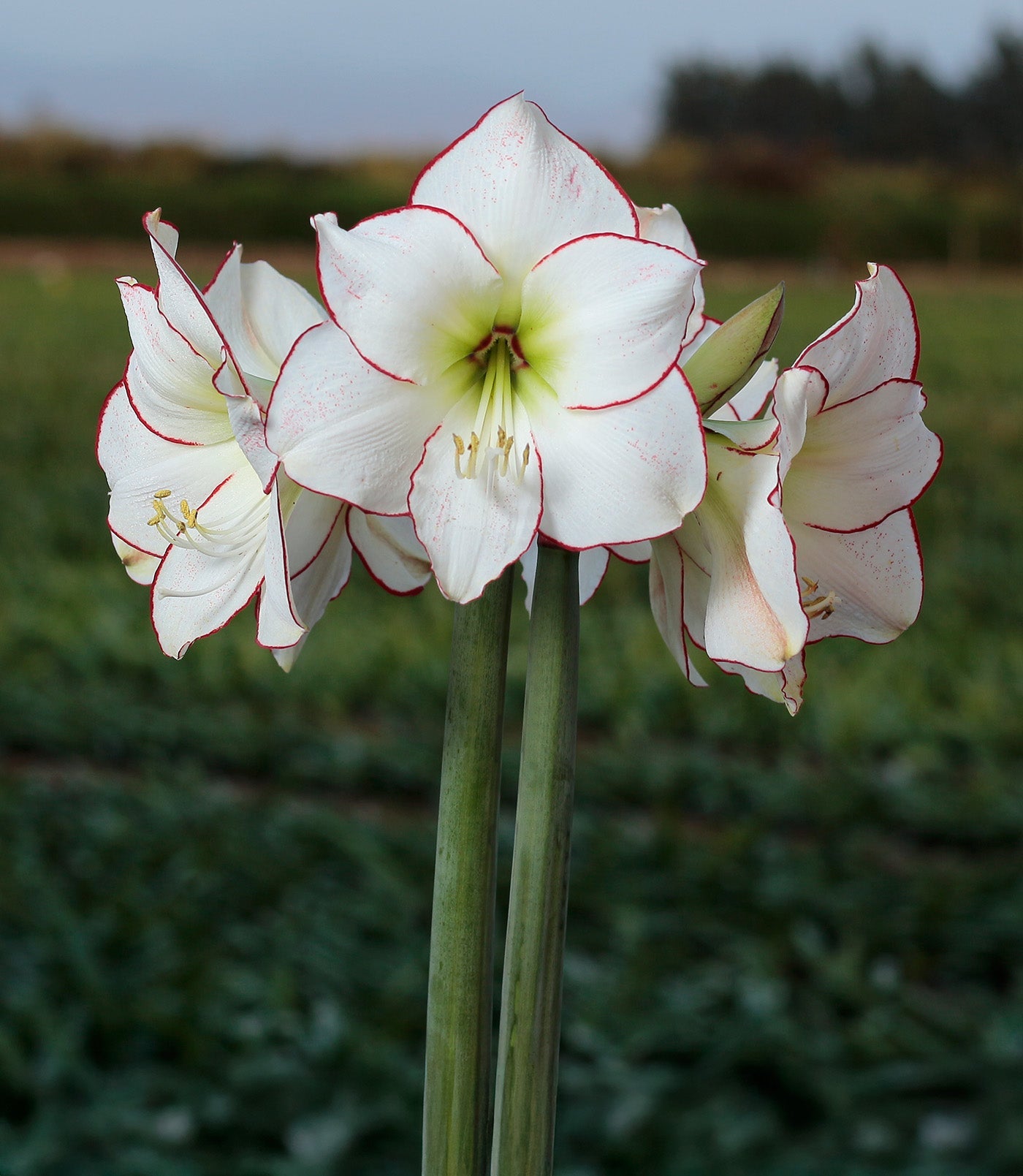 Picasso Amaryllis - 28-32 cm bulb