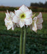 Picasso Amaryllis - 28-32 cm bulb