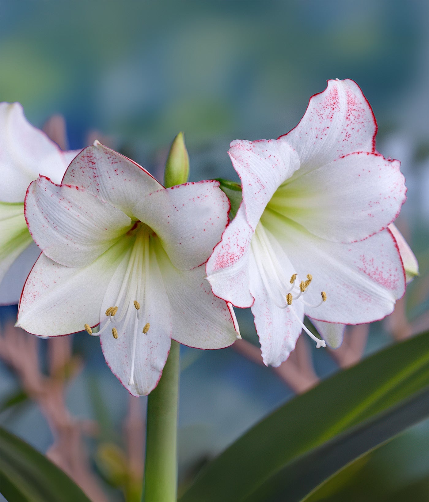 Picasso Amaryllis - 28-32 cm bulb