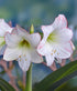 Picasso Amaryllis - 28-32 cm bulb
