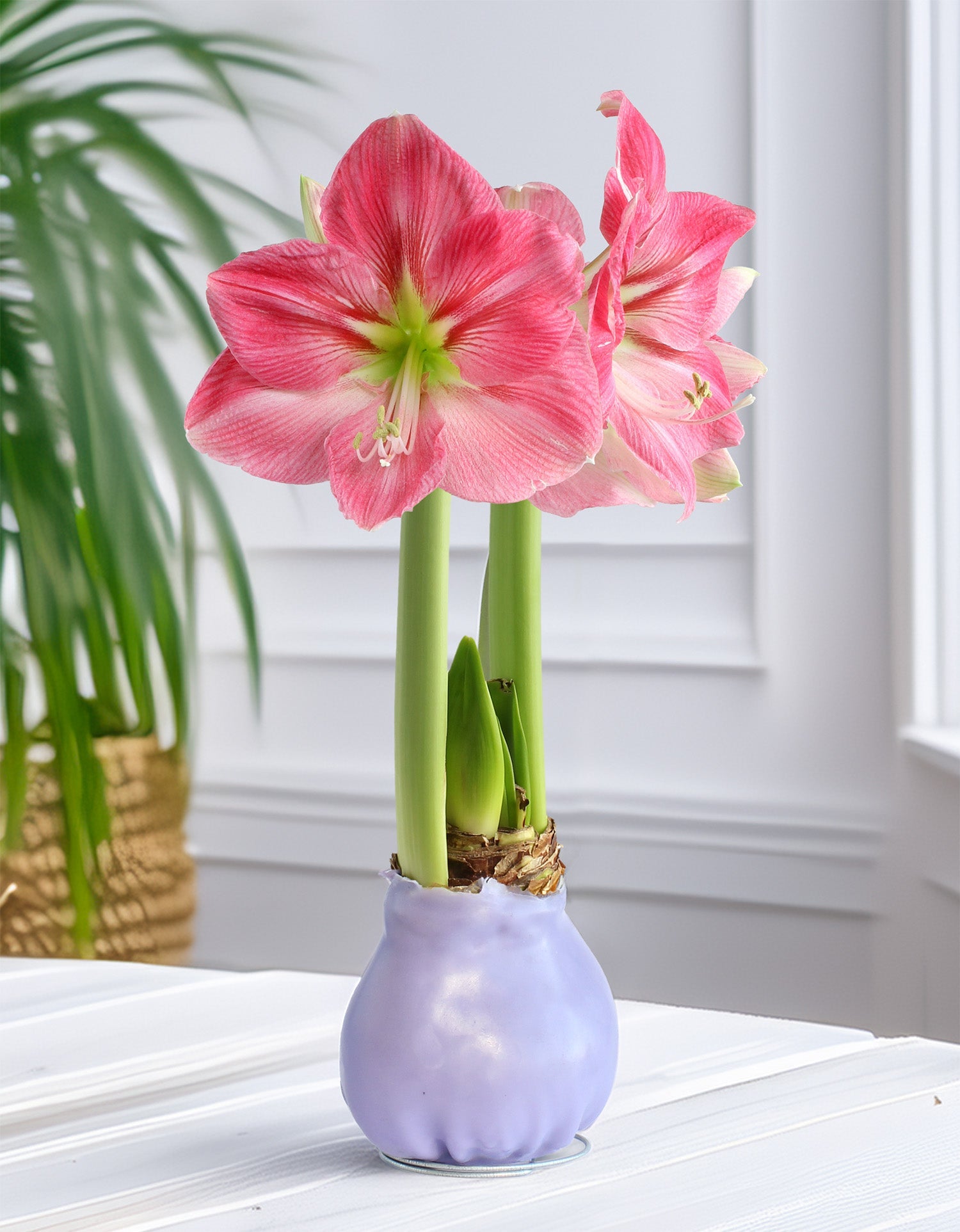 Jumbo Purple Waxed Amaryllis with Pink Flower