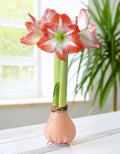 Jumbo Light Pink Waxed Amaryllis with Red and White Striped Flower