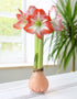 Jumbo Light Pink Waxed Amaryllis with Red and White Striped Flower