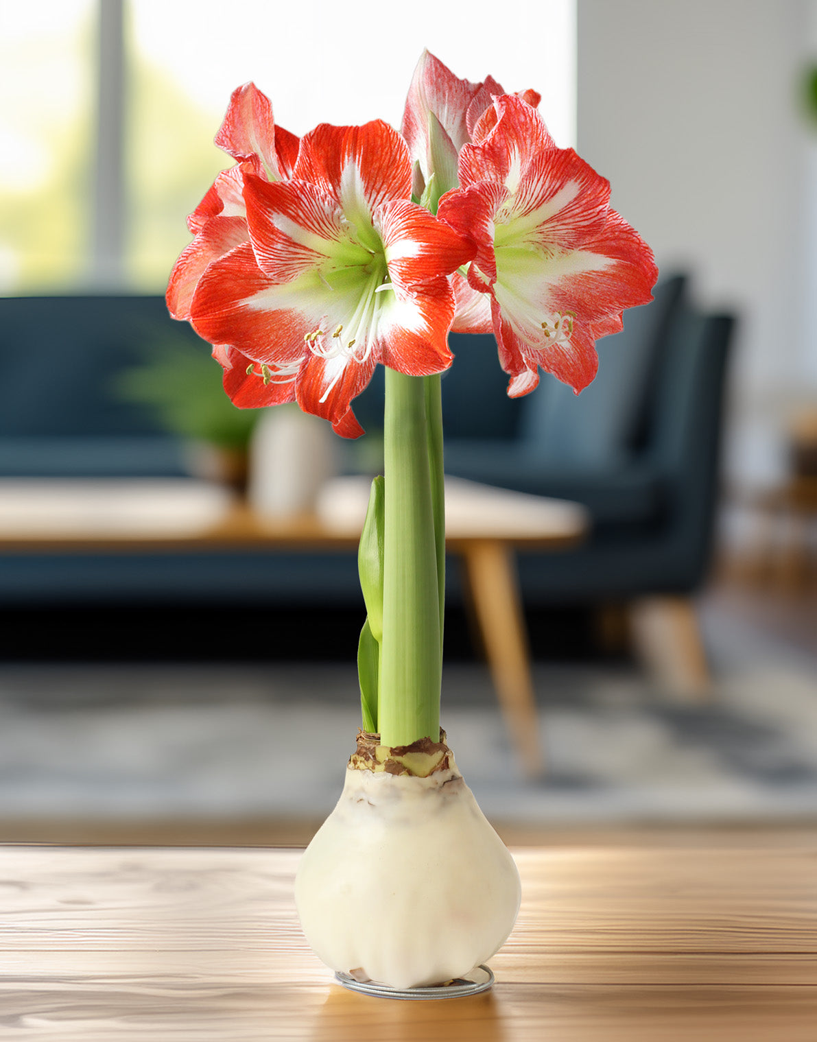 White Waxed Amaryllis Bulb with Red and White Striped Flower