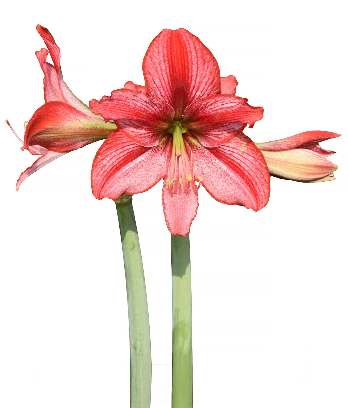 Revelation Amaryllis - 28-32 cm bulb