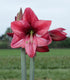 Revelation Amaryllis - 28-32 cm bulb