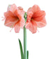 Rilona Amaryllis - 22-26 cm bulb
