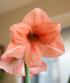 rilona-amaryllis-bulb