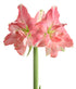 Rozetta® Symphony Amaryllis