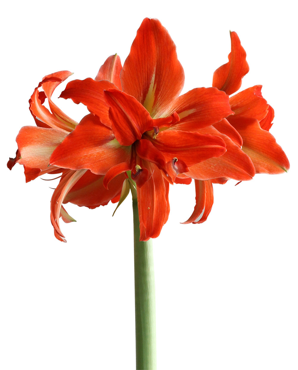 Samburu® Sonatini Amaryllis - 16-20 cm bulb