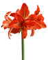 Samburu® Sonatini Amaryllis - 16-20 cm bulb