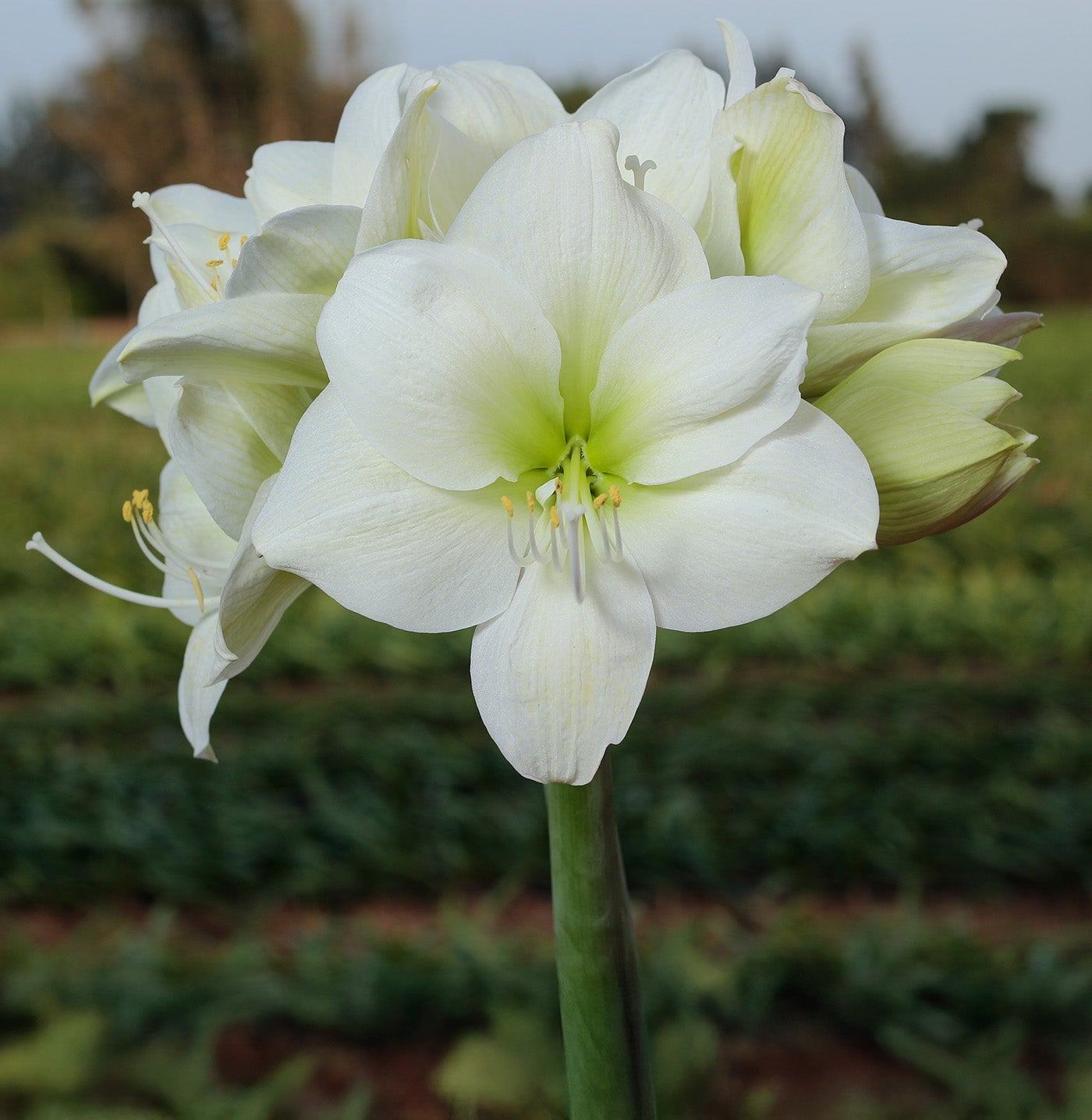 Siberia Amaryllis - 28-32 cm bulb