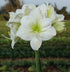 Siberia Amaryllis - 28-32 cm bulb