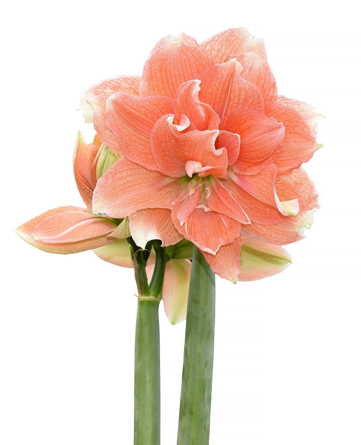 Tika Coral Amaryllis - 28-32 cm bulb