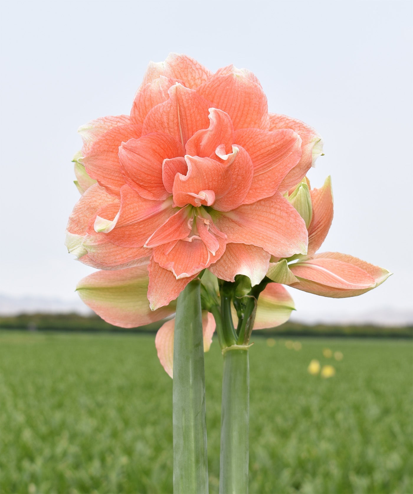 Tika Coral Amaryllis - 28-32 cm bulb