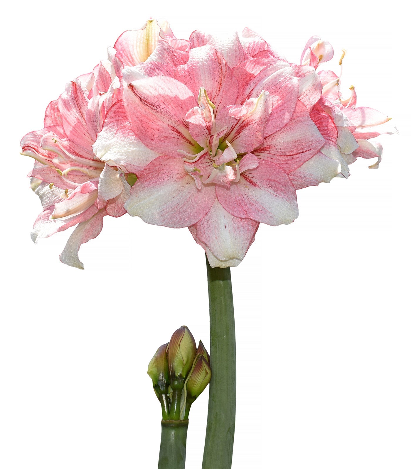 Tika Disco Amaryllis - 28-32 cm bulb