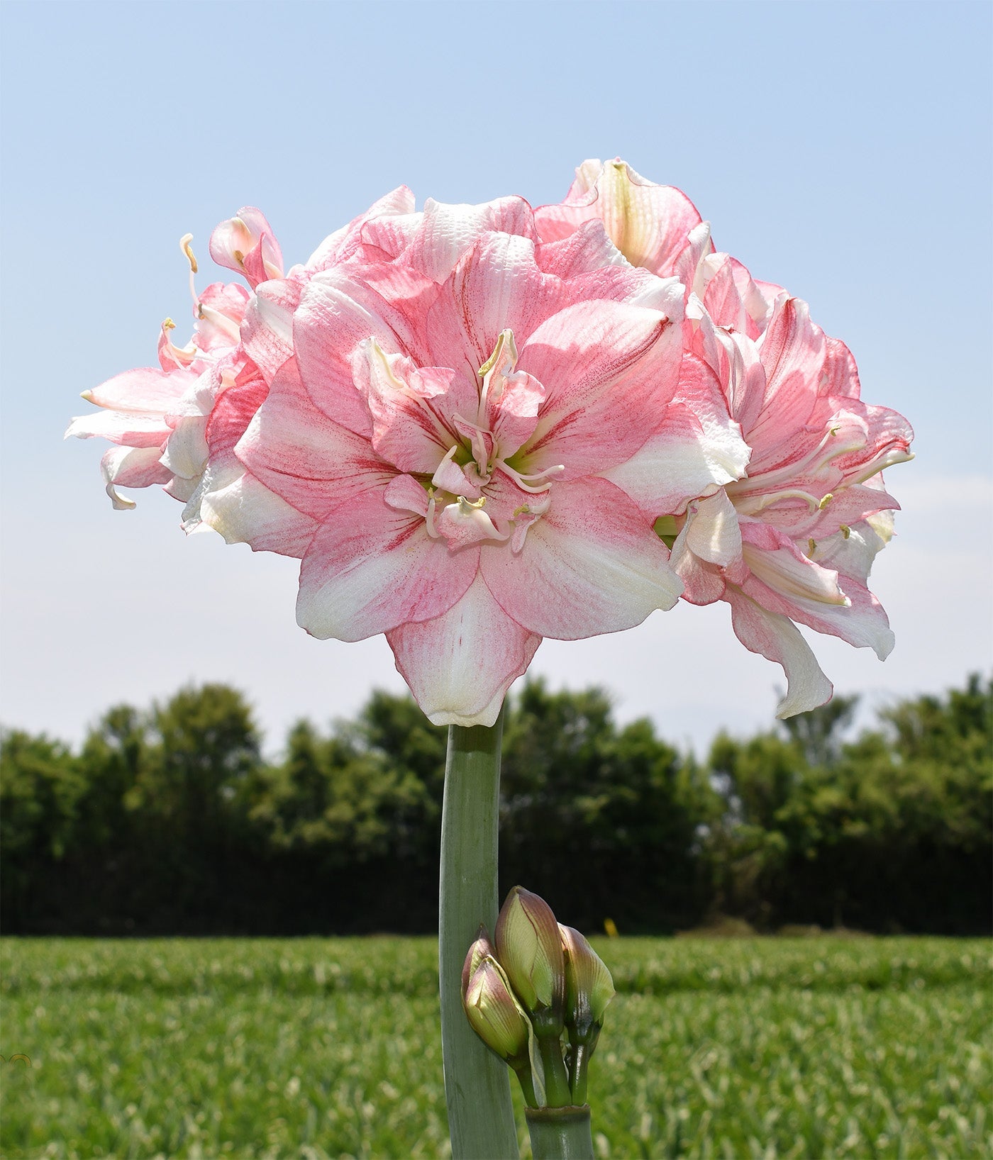 Tika Disco Amaryllis - 28-32 cm bulb