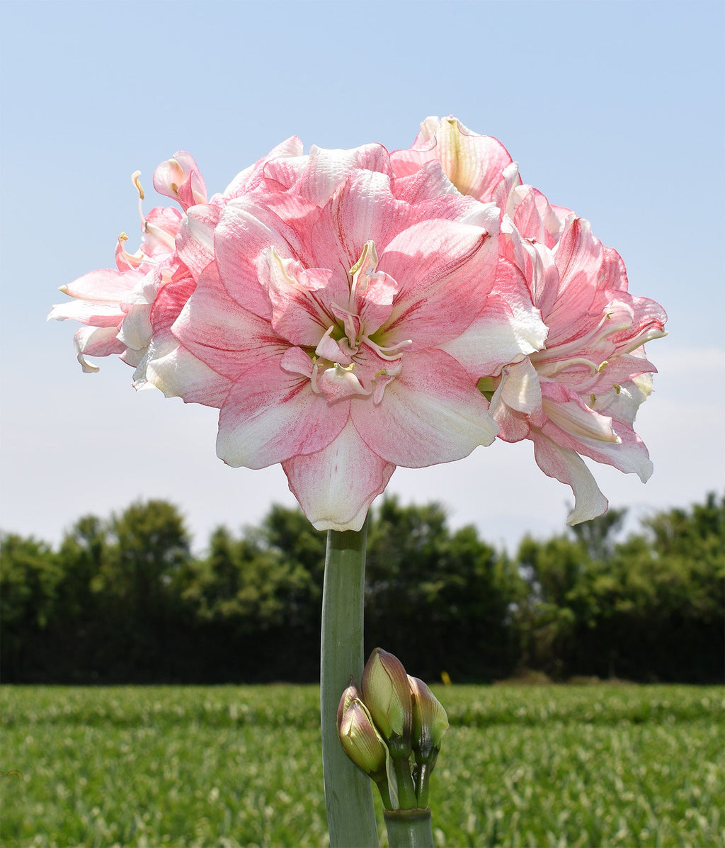 Tika Disco Amaryllis - 28-32 cm bulb