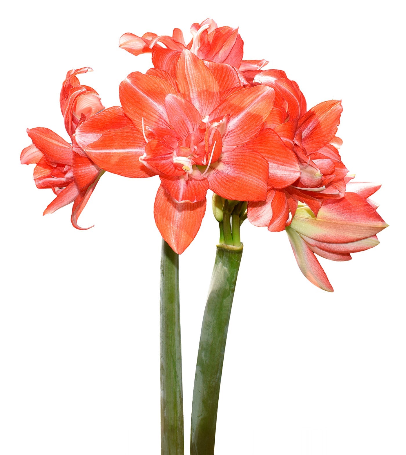 Tika Dream Amaryllis - 28-32 cm bulb