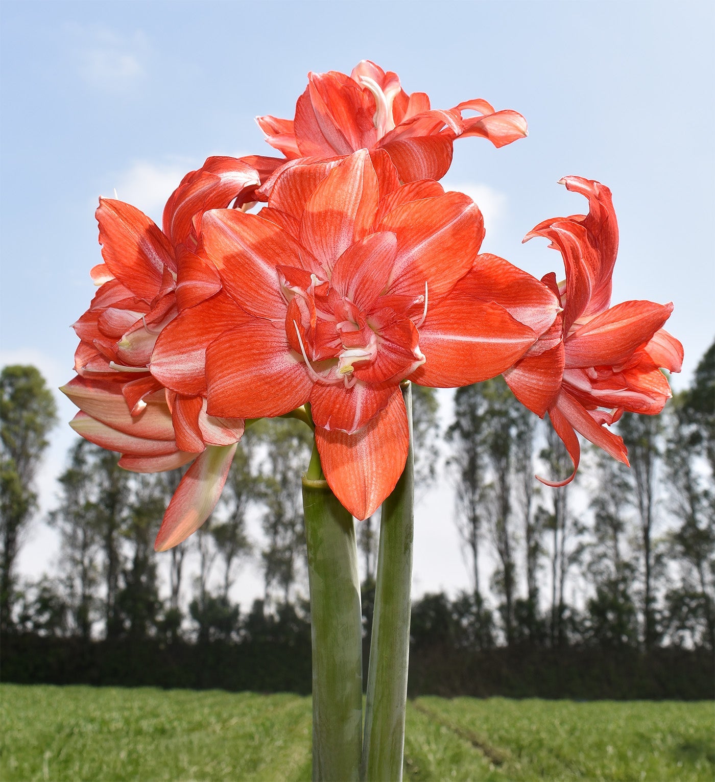 Tika Dream Amaryllis - 28-32 cm bulb