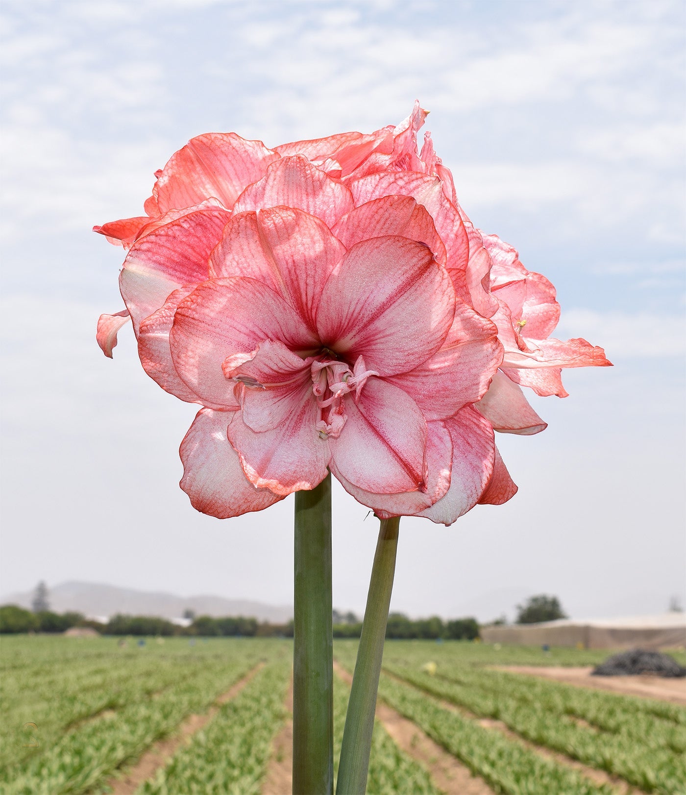 Tika Fairy Amaryllis - 28-32 cm bulb