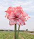 Tika Fairy Amaryllis - 28-32 cm bulb