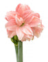 Tika Glory Amaryllis - 28-32 cm bulb