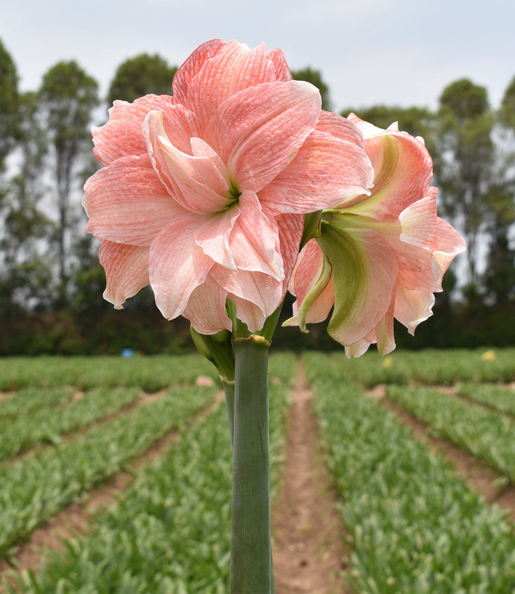 Tika Glory Amaryllis - 28-32 cm bulb