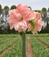 Tika Glory Amaryllis - 28-32 cm bulb
