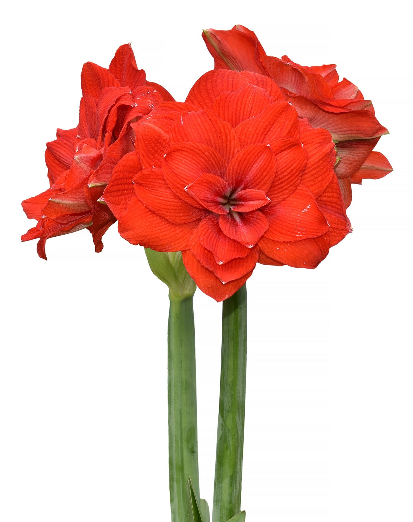 Tika Imperator Amaryllis - 28-32 cm bulb