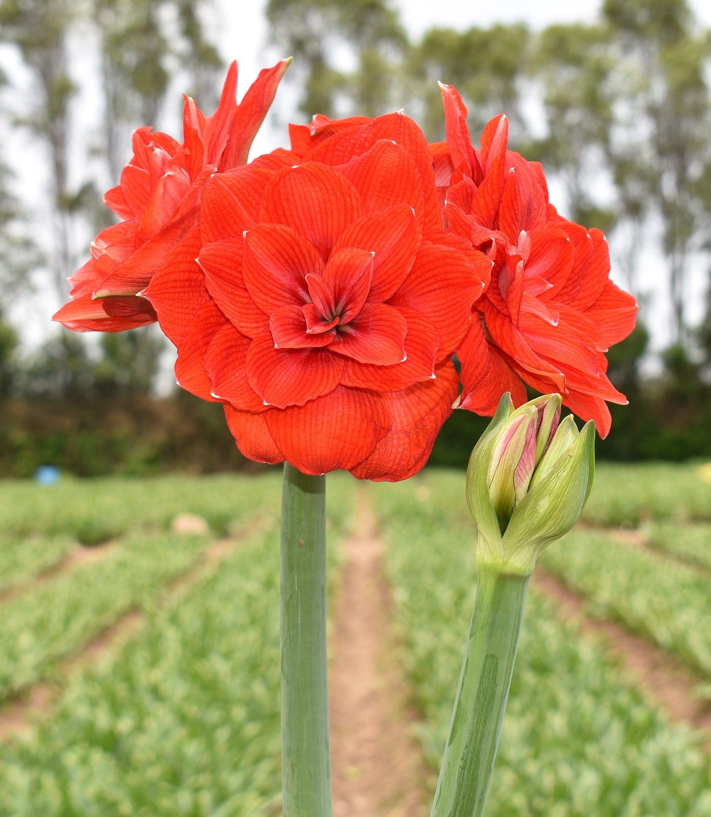 Tika Imperator Amaryllis - 28-32 cm bulb