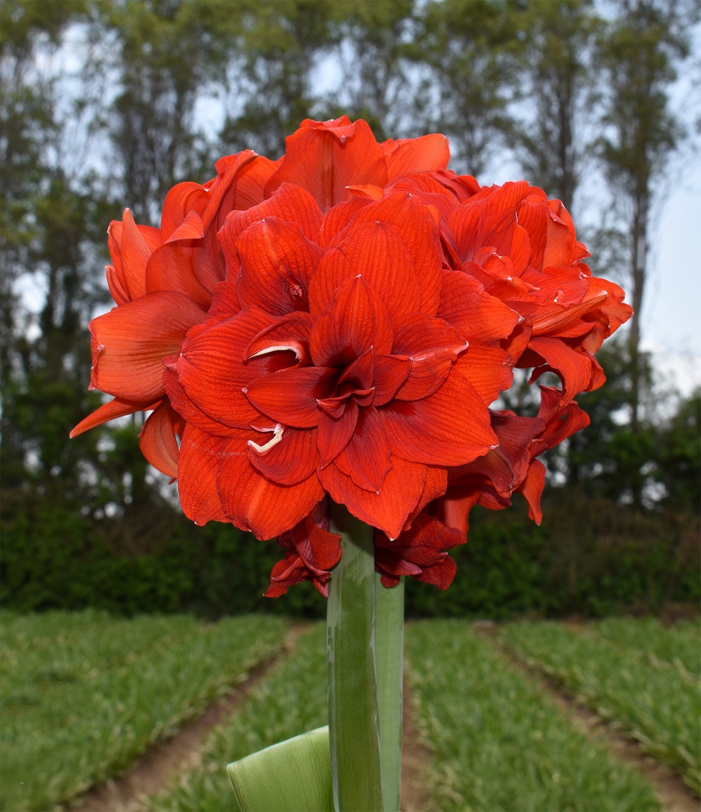 Tika Jazz Amaryllis - 28-32 cm bulb