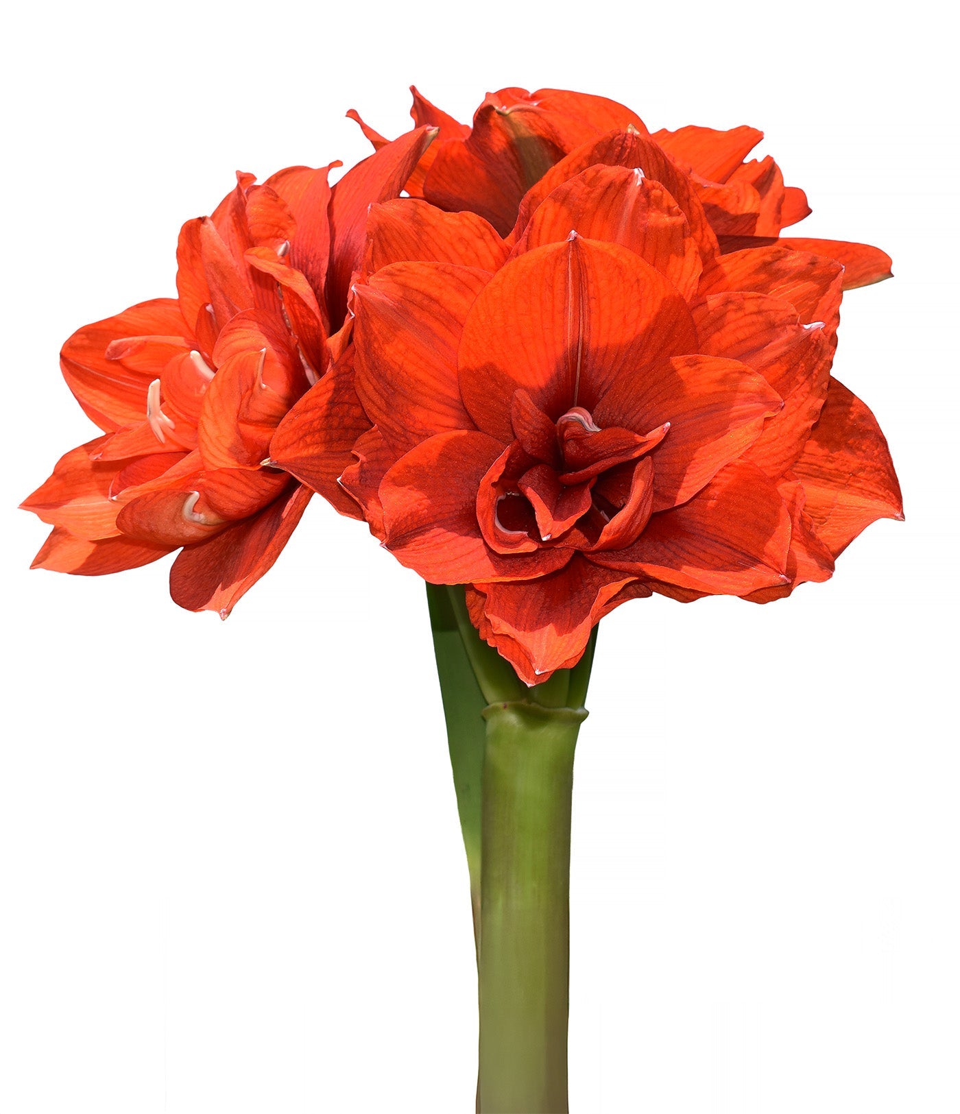 Tika Magic Amaryllis - 28-32 cm bulb