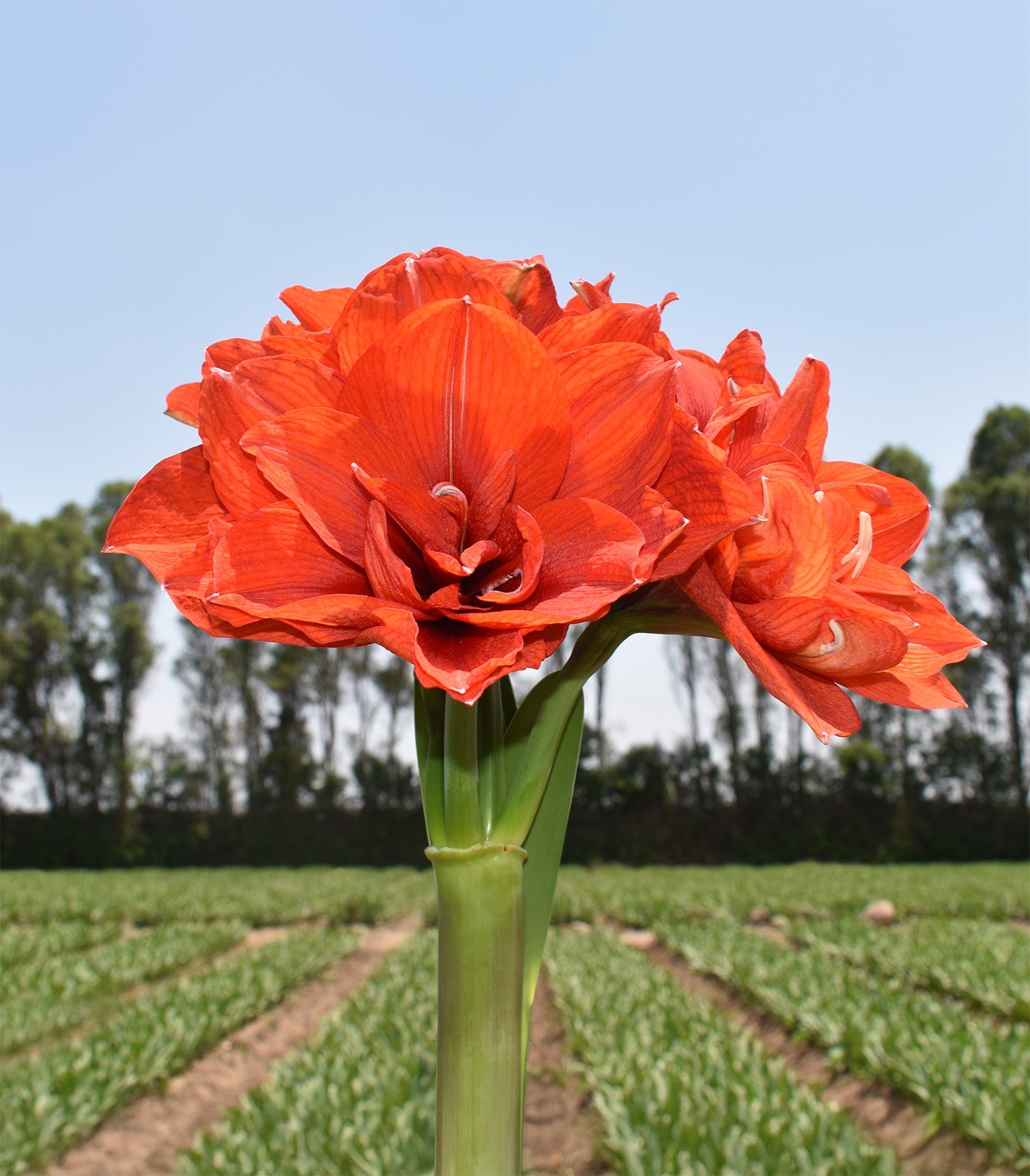 Tika Magic Amaryllis - 28-32 cm bulb