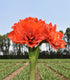 Tika Magic Amaryllis - 28-32 cm bulb