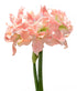 Tika Princess Amaryllis - 28-32 cm bulb