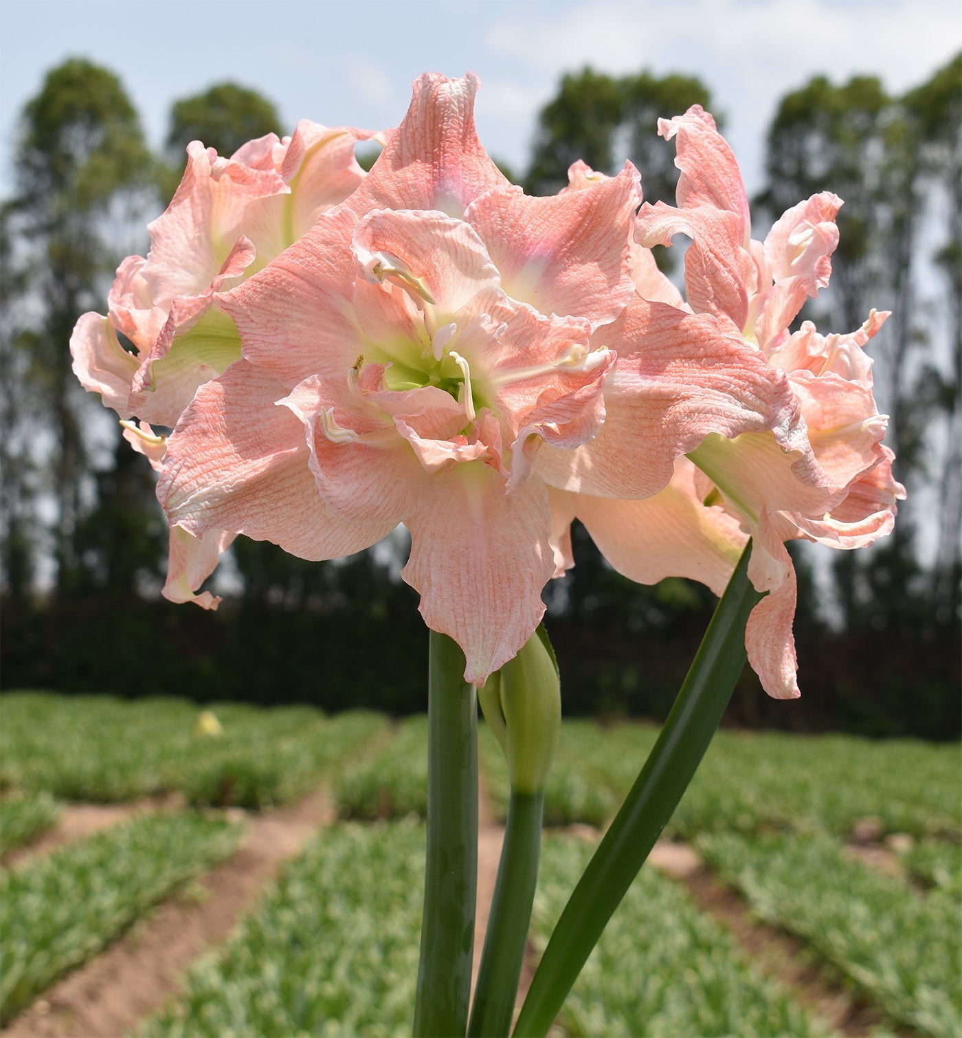 Tika Princess Amaryllis - 28-32 cm bulb