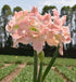 Tika Princess Amaryllis - 28-32 cm bulb