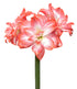 Tika Salsa Amaryllis - 28-32 cm bulb