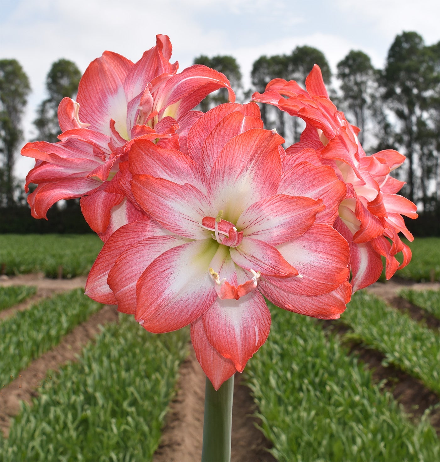 Tika Salsa Amaryllis - 28-32 cm bulb