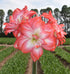 Tika Salsa Amaryllis - 28-32 cm bulb