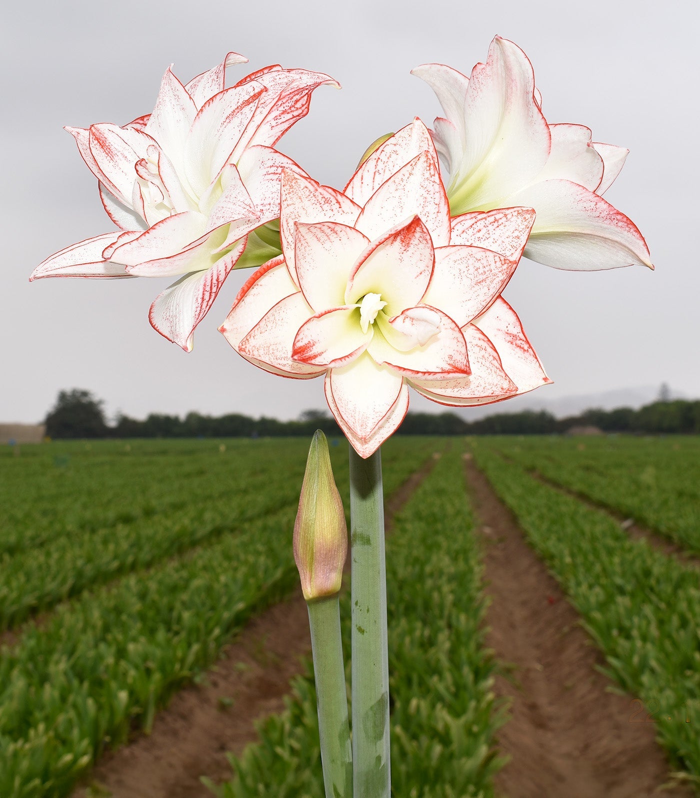 Tika Star Amaryllis - 28-32 cm bulb