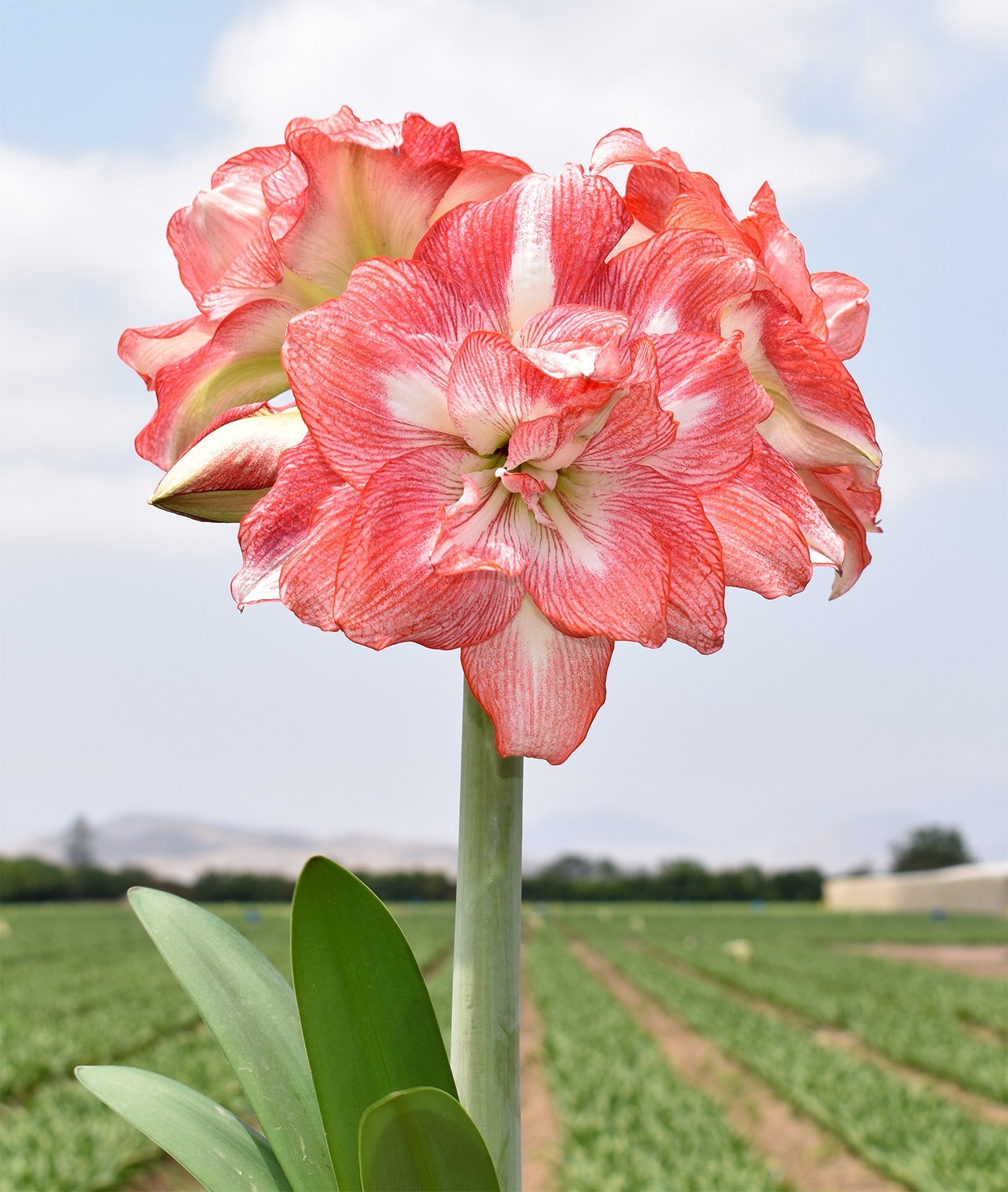 Tika Sunrise Amaryllis - 28-32 cm bulb