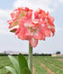 Tika Sunrise Amaryllis - 28-32 cm bulb