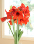 Top Choice® Sonata Amaryllis - 16-18 cm bulb