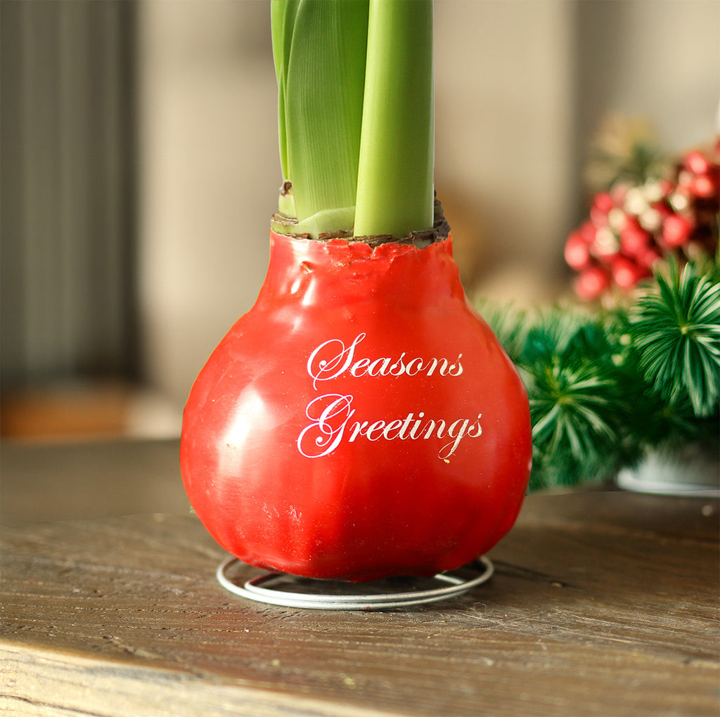 "Season's Greetings" Red Waxed Amaryllis Bulb with Red Flower