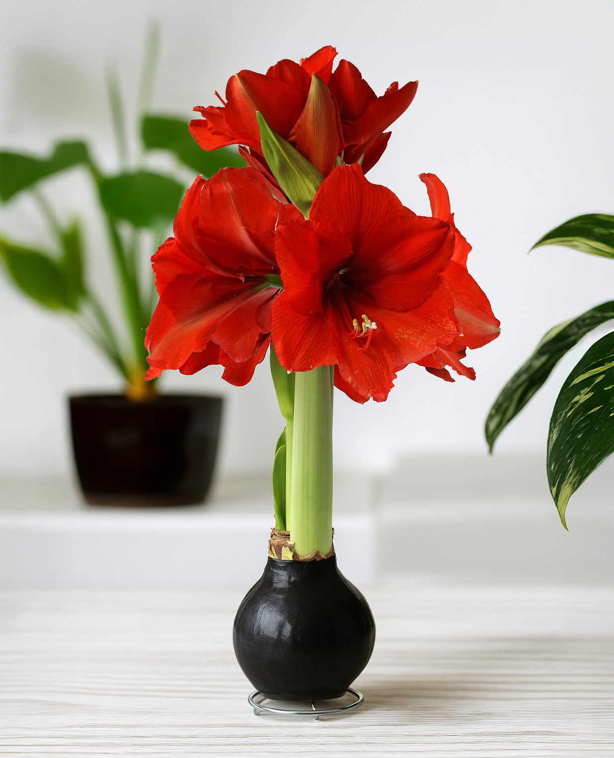 Black Waxed Amaryllis with Red Flower – AmaryllisKits