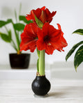 Black Waxed Amaryllis with Red Flower